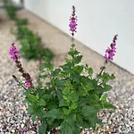 Semesterbostad Biale Zagle Mazury *