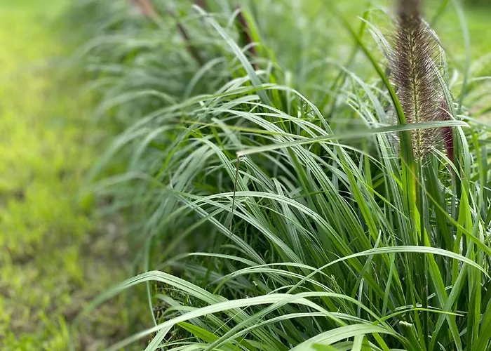 Biale Zagle Mazury Wegorzewo