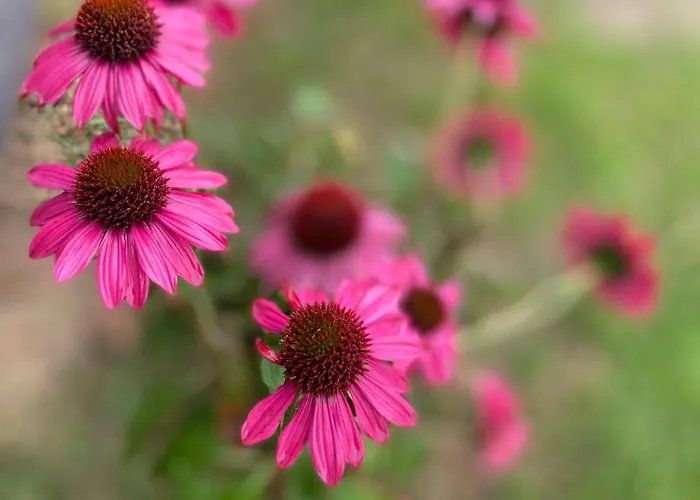 Biale Zagle Mazury Holiday home