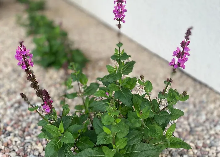 Holiday home Biale Zagle Mazury *